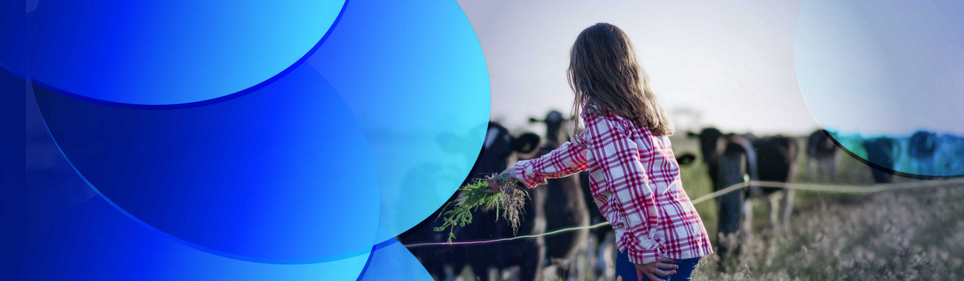 A girl in a plaid shirt feeding grass to a herd of cows