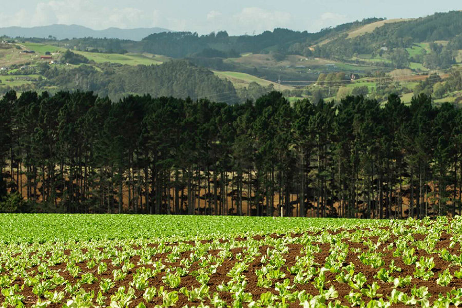 LeaderBrand lettuce crops farmland