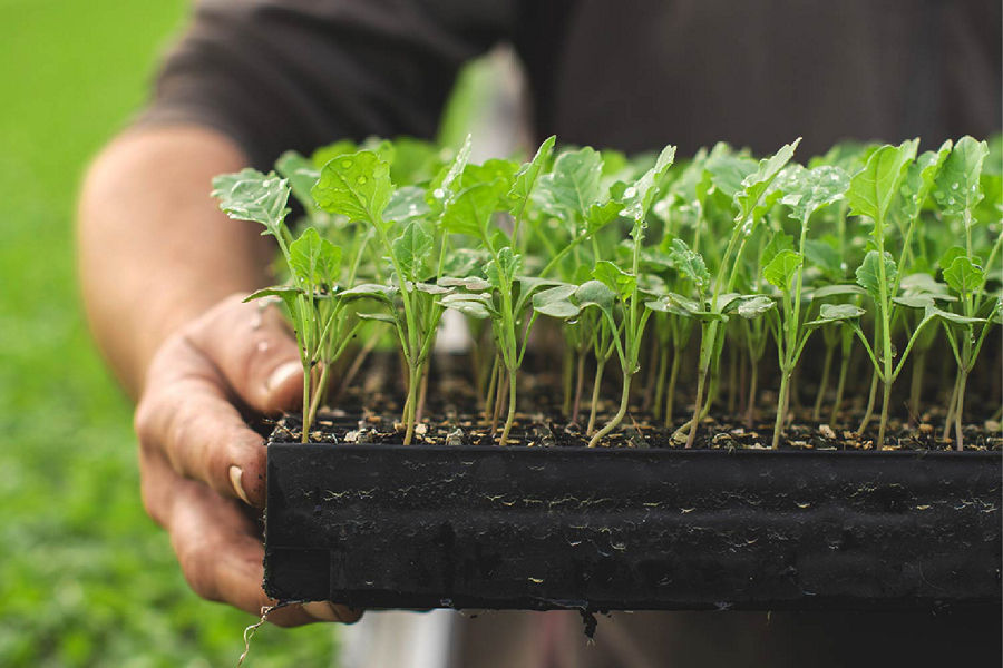 Man holding LeaderBrand broccoli plants