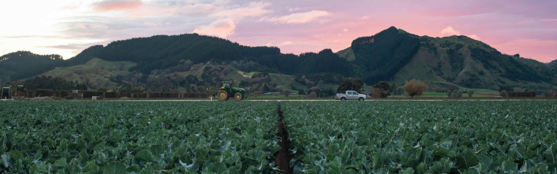 LeaderBrand broccoli farm wide shot