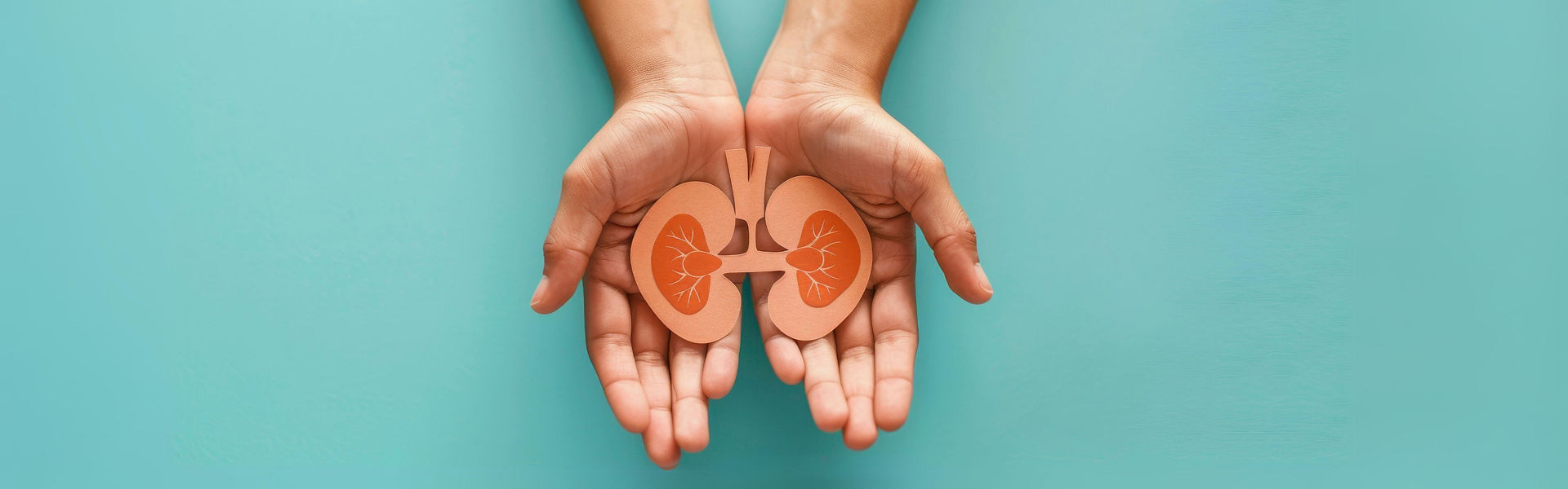 Hands holding paper cut out of kidney illustration signifying organ donation on light teal blue background