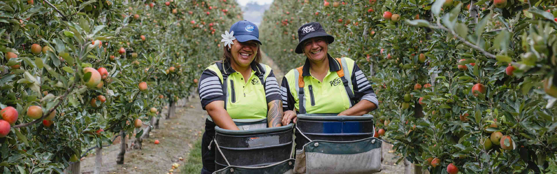 Fruit-pickers in an apple orchid