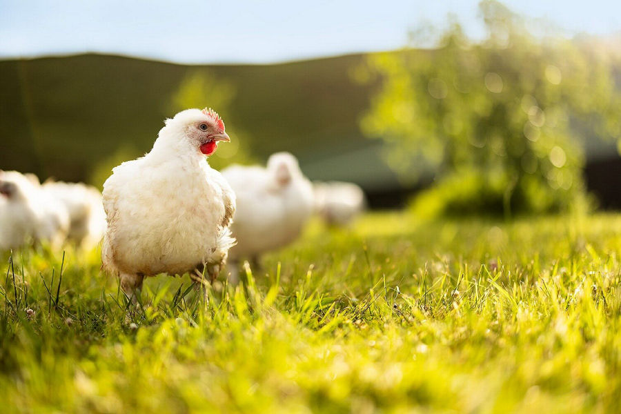 Close up on white chicken on grass looking into the distance