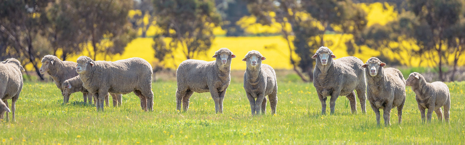 Sheep standing in field covered in yellow flowers in Perth, Western Australia, looking at camera