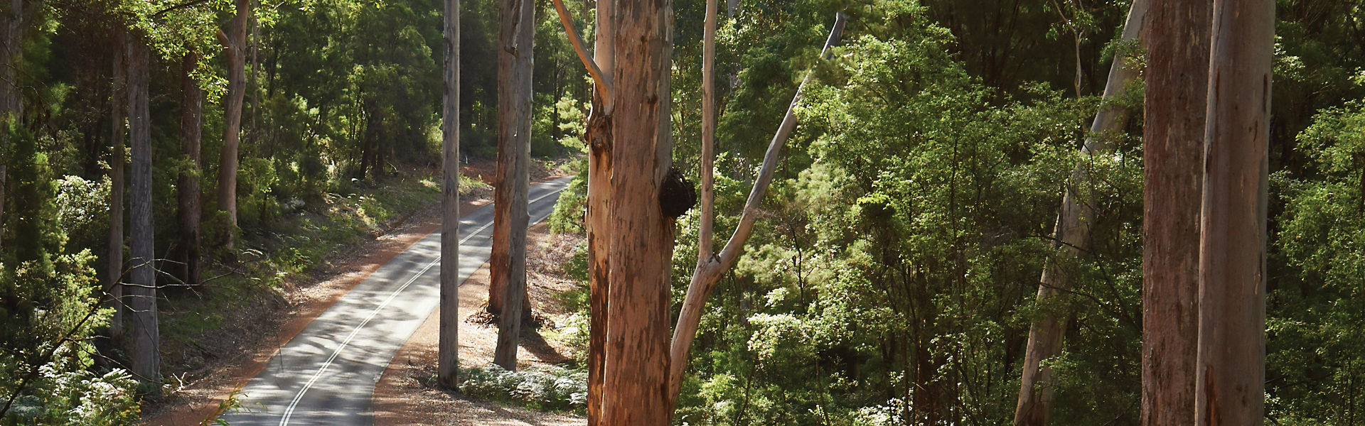 winding road with trees in Australia