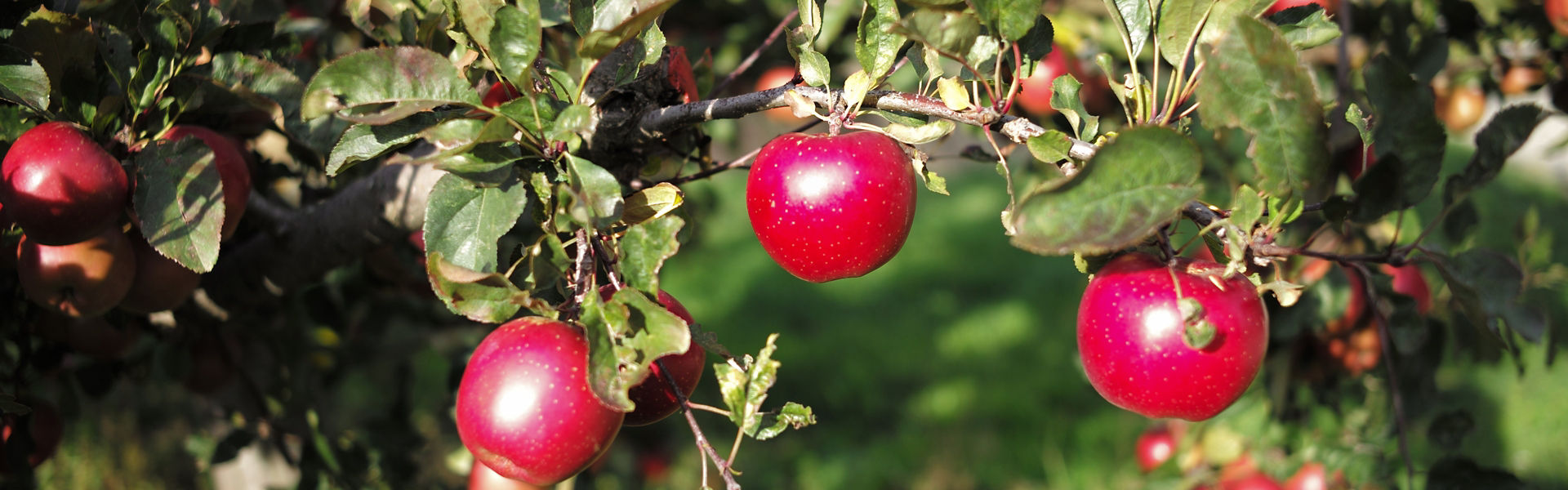 apples growing on a tree