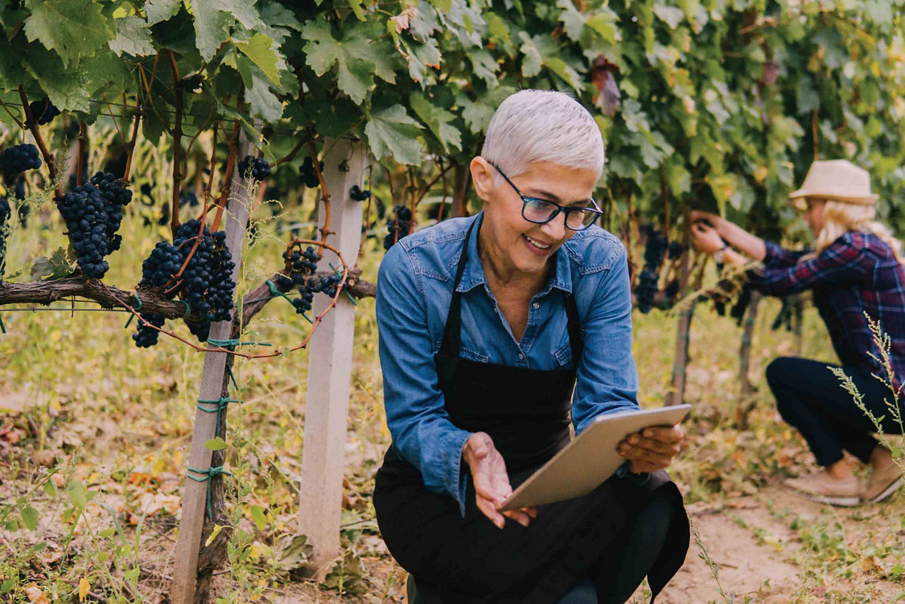 Woman by grapevine using ipad