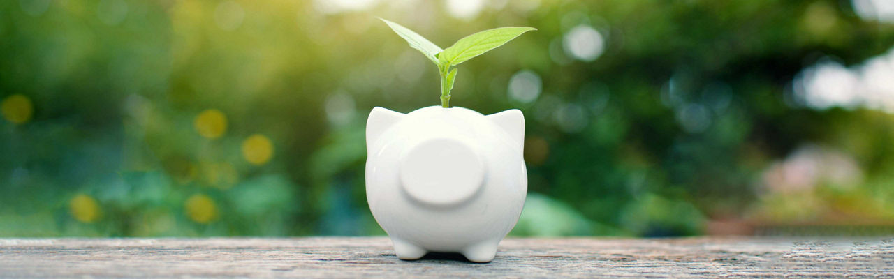 Piggy bank with a small plant growing out of it